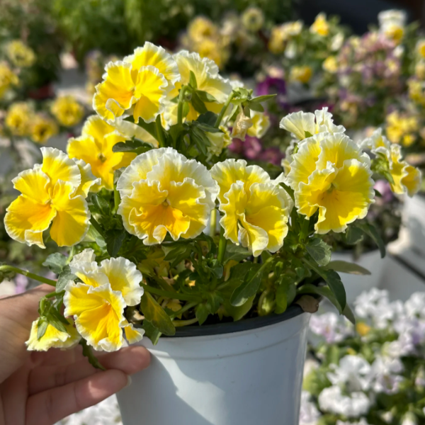 💐 Pansy Winter Elf Series - I Miss You Endlessly