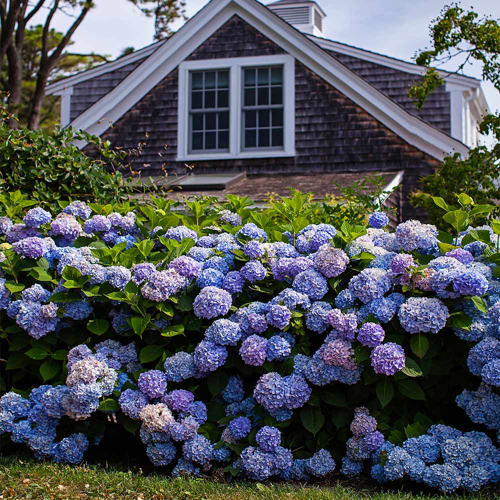 🌸Hydrangea – The Timeless Beauty of Every Garden ✨