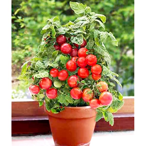 🍅🍅Potted Dwarf Tomato Seeds
