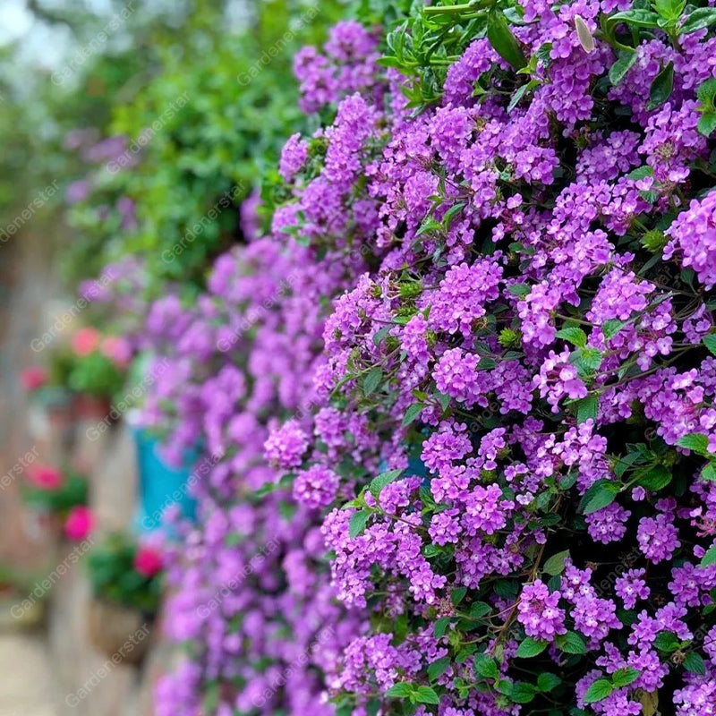 🌺Colorful Elf Lantana Seeds - Repels Mosquitoes And Flies