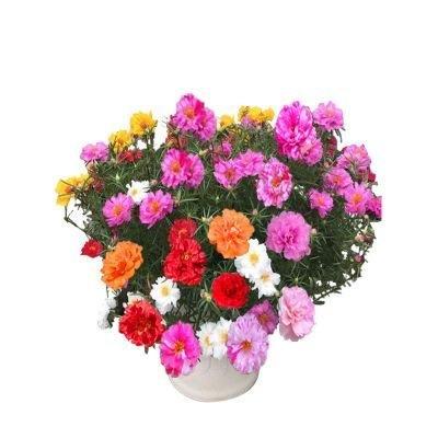 10000 Pcs Muti-color Double Petal Sun Flower Seeds
