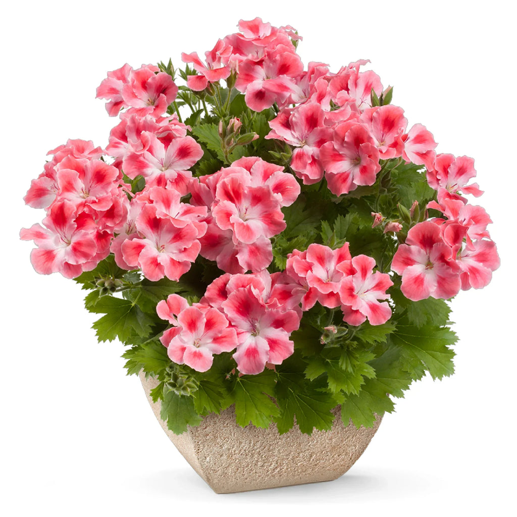 Candy Flowers Peach Cloud Seeds