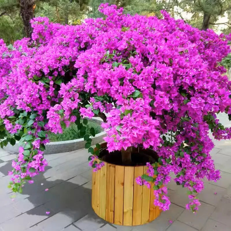 💐Bougainvillea – Easy To Grow And Beautiful