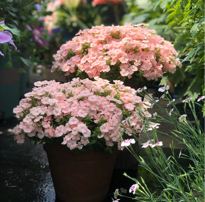 Phlox drummondii 'Ethnie Salmon'