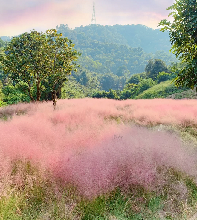 Pink Muhly Grass Seeds