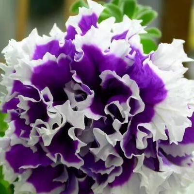 Black Pearl Double Petunia Seeds