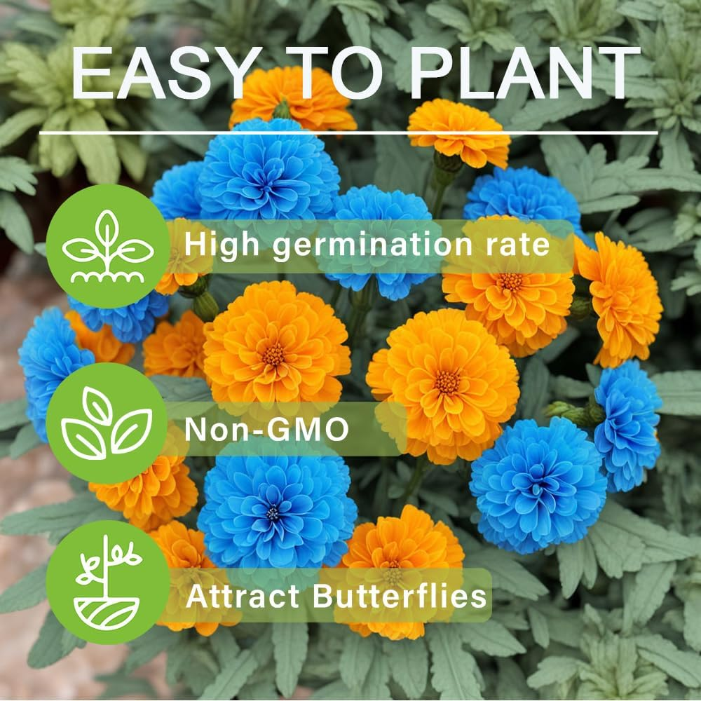 🌸Colorful Marigold Seeds