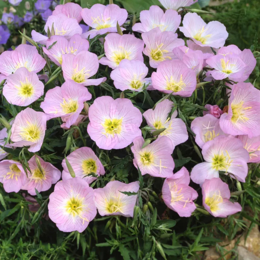 Evening Primrose Seeds