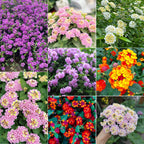 🌺Colorful Elf Lantana Seeds - Repels Mosquitoes And Flies