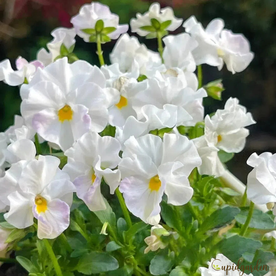 💐 Pansy Winter Elf Series - I Miss You Endlessly