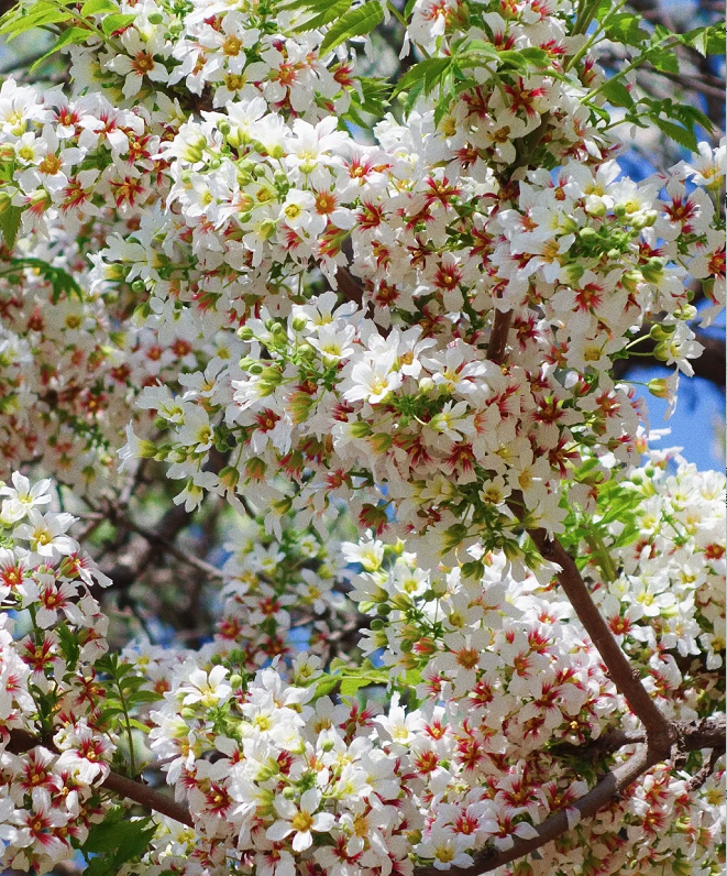 Xanthoceras Sorbifolia Flower🌺Flowers Bloom And Good Luck Comes