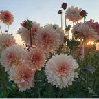 Dahlia Flower Seeds-Symbol Of Gorgeous