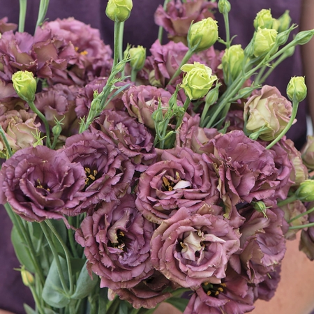 Eustoma Russellianum Seeds