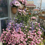 Bellflower Seeds/Canterbury Bells Seeds