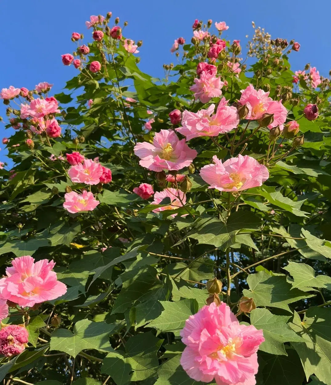 🌸Drunken Hibiscus - Changes Color Three Times a Day