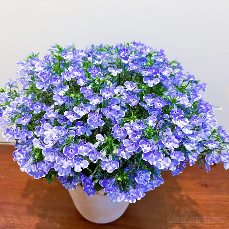 🌈Optimal Carpet Plant✨Creeping Lobelia Erinus Seeds