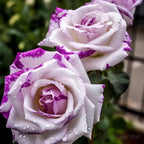 Rare Purple White Rose Flower Seeds