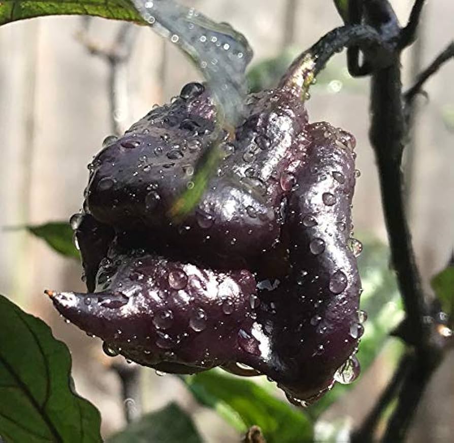 Carolina Black Reaper (hot chilli top) seeds