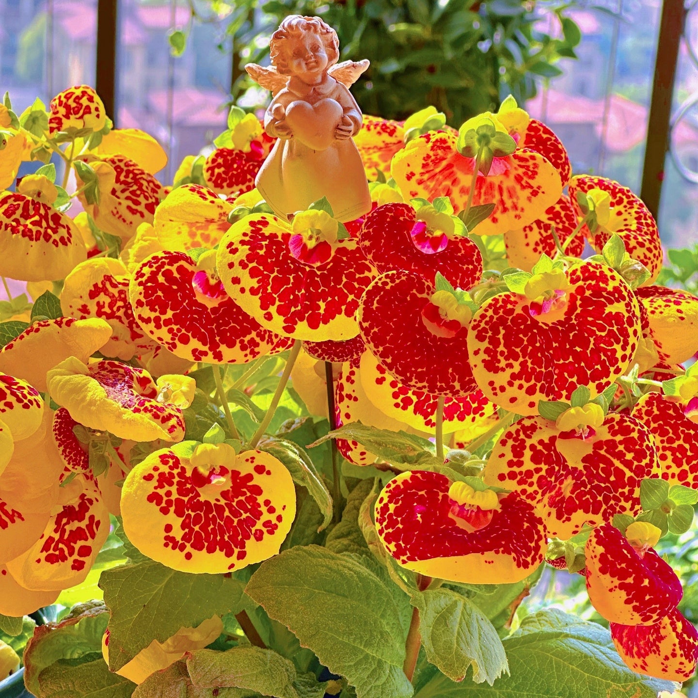 Calceolaria  Crenatiflora Seeds