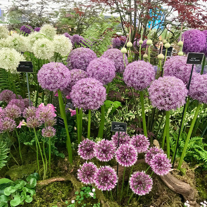 Allium Giganteum Ornamental Onion Flower
