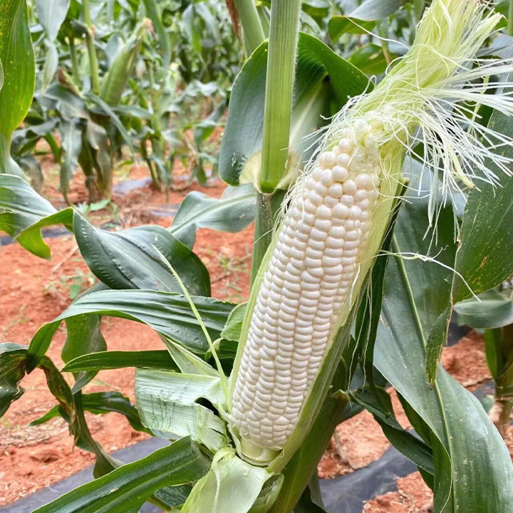 Fruit Corn Seeds for the Home Garden