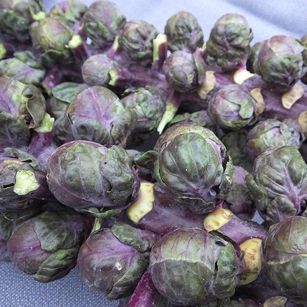 Brussels Sprouts Redarling F1