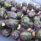 Brussels Sprouts Redarling F1