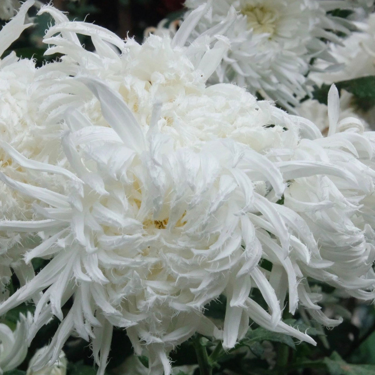Chrysanthemum Flower Seeds- Elegant Flower