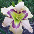 Daylily Hybrid Flowers Seed