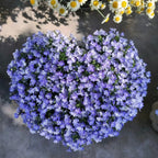 Lobelia Seeds - One of the best edging plants