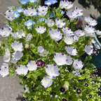 Baby Blue Eyes Seeds