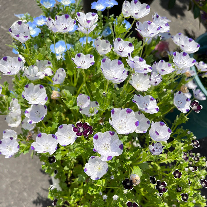 Baby Blue Eyes Seeds