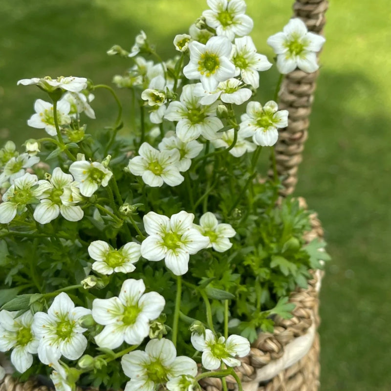 Saxifraga Stolonifera Seeds