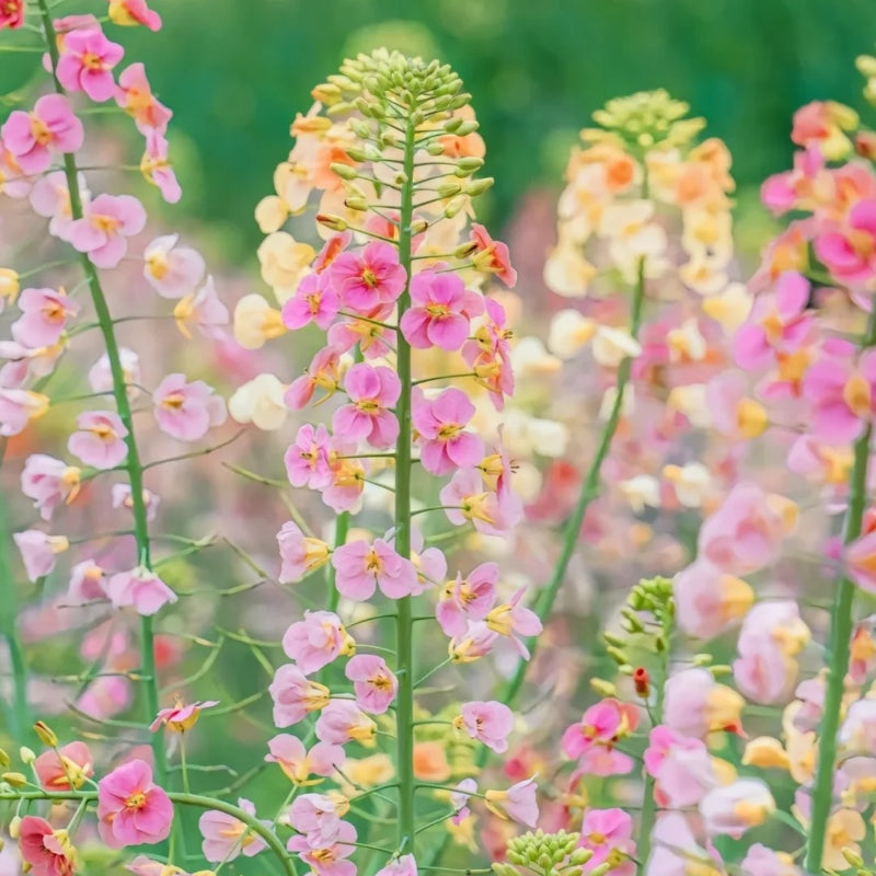 Colorful Rapeseed Flower Seeds