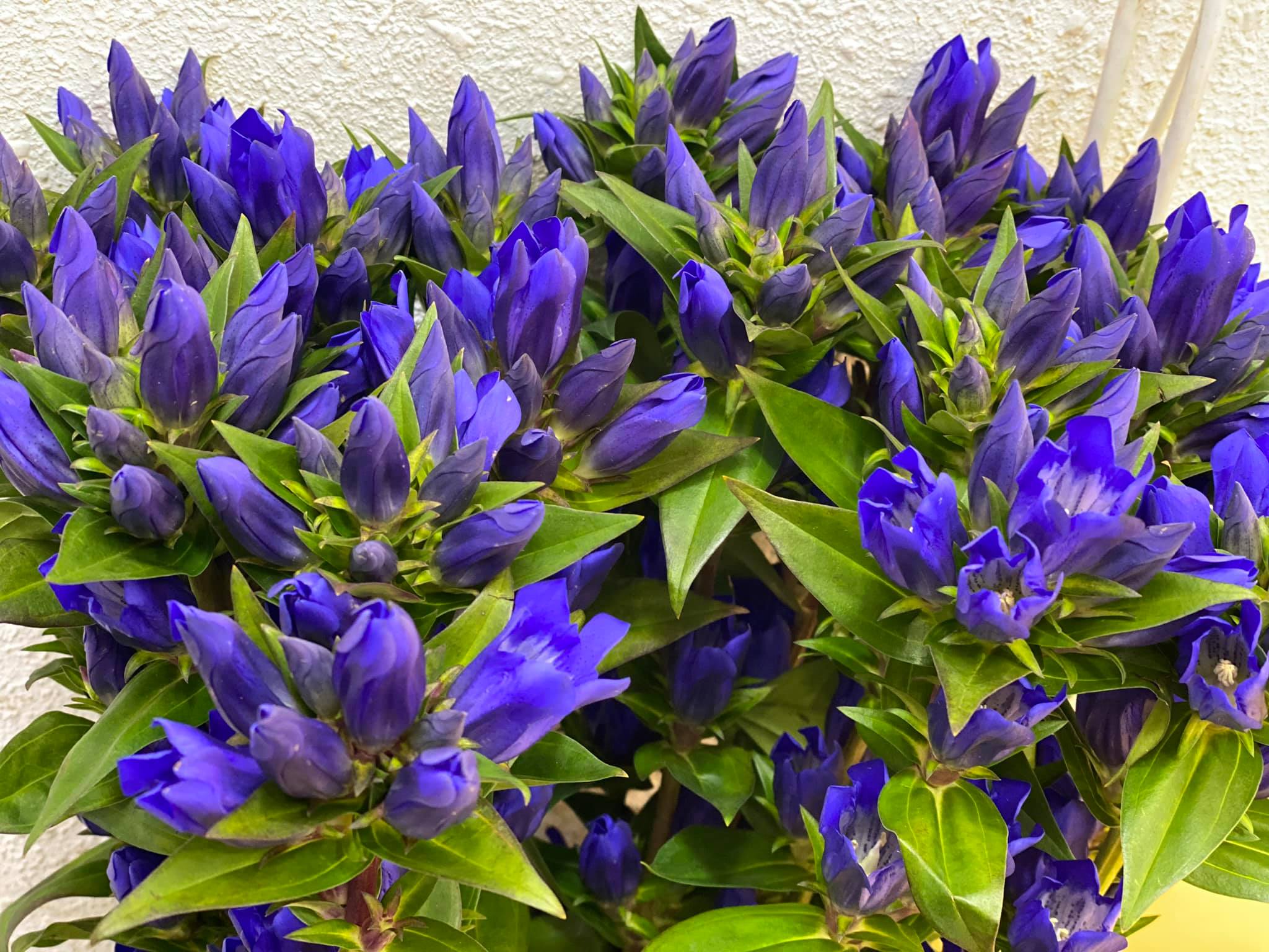 Blue Gentiana Gentiana Acaulis Seeds