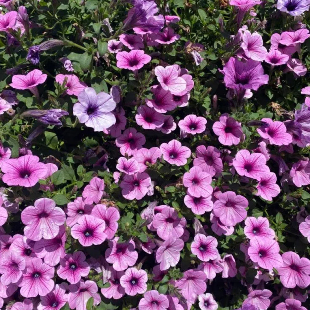🌸Petunia Seeds