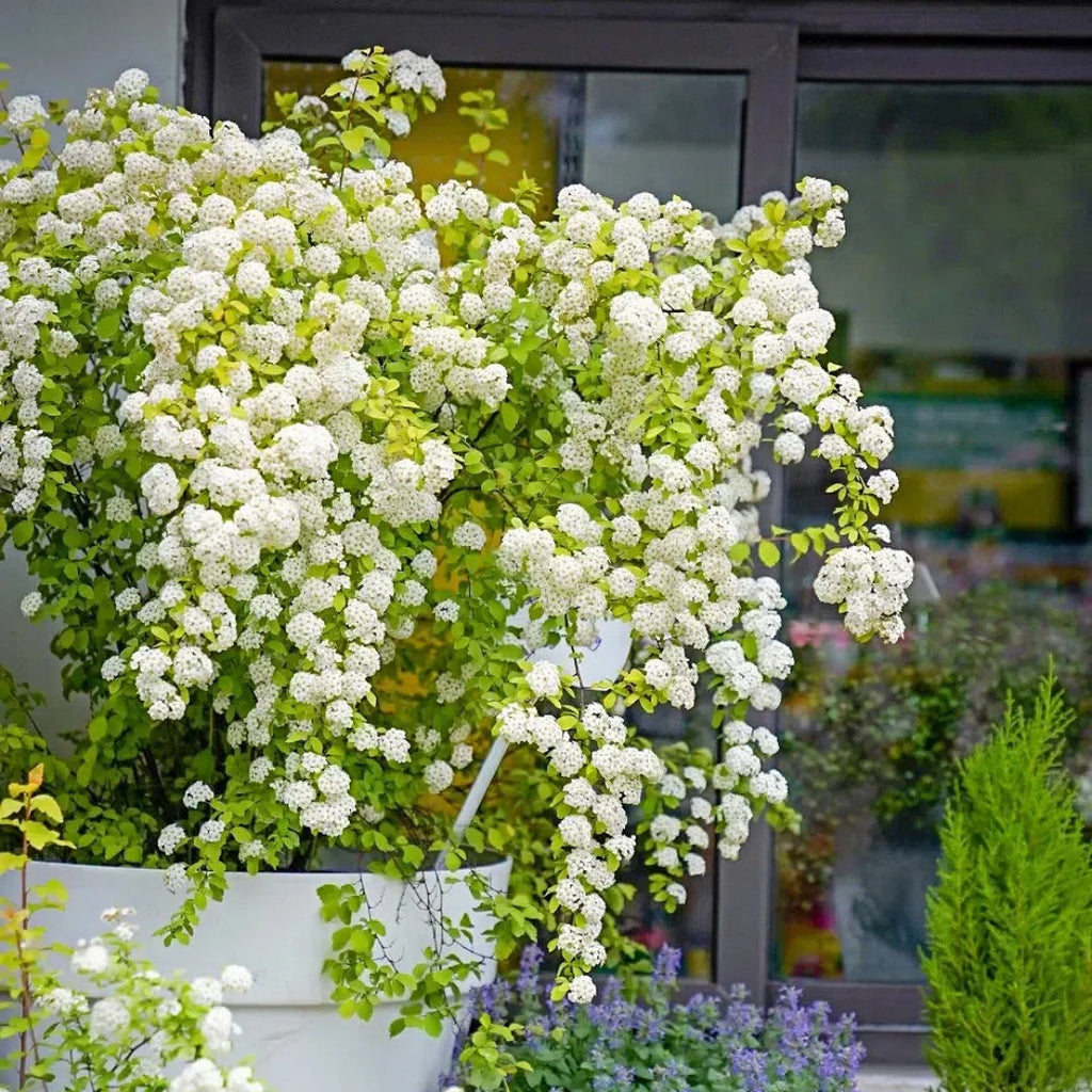 💛Golden Fountain Spiraea