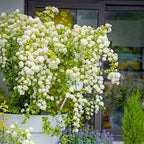 💛Golden Fountain Spiraea