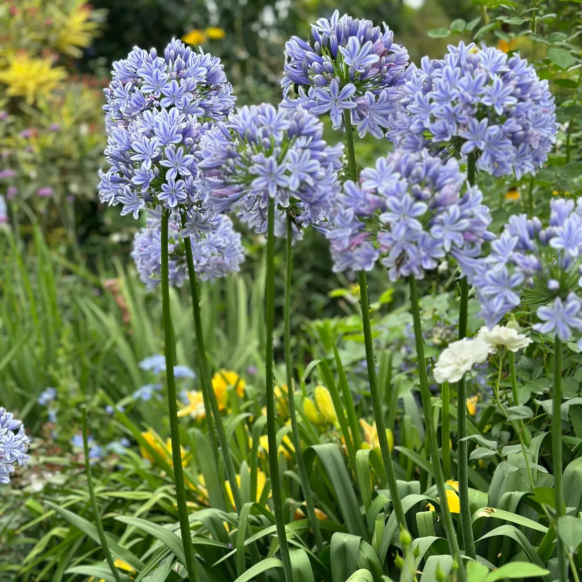 Agapanthus africanus ‘Blue’