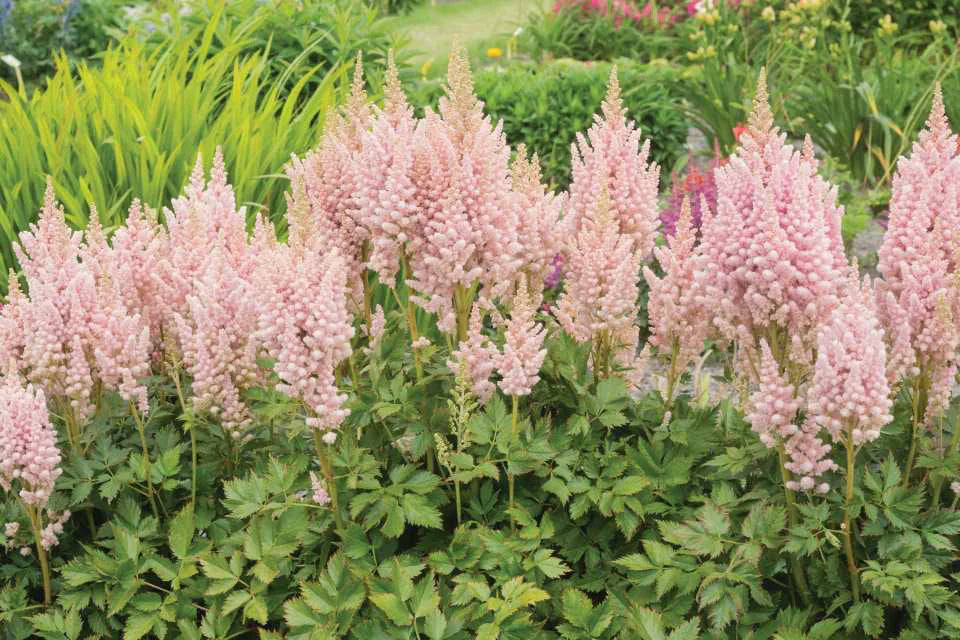 Astilbe chinensis 'Vision Inferno' (Chinese Astilbe)