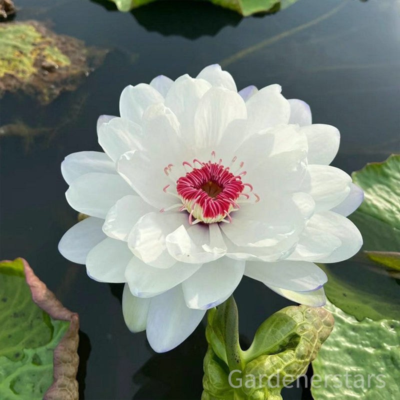 🌸[7 days germination]Last Day Up to 80% OFF💐The Sacred Bonsai Bowl Lotus Flower