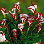 Oxalis Versicolor (Candy Cane Sorrel)