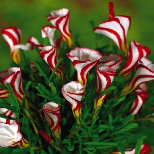 Oxalis Versicolor (Candy Cane Sorrel)