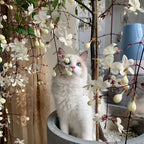 🌼Weeping Jasmine Seeds - White Jade Butterfly