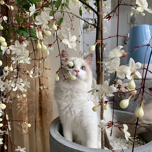 🌼Weeping Jasmine Seeds - White Jade Butterfly