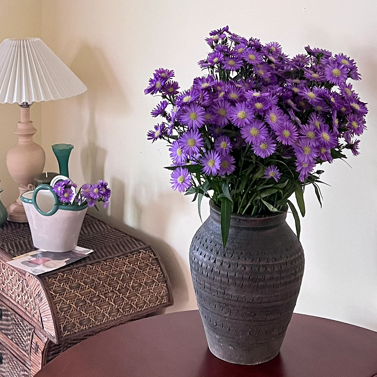 🫧Aster Seeds- Purple Dome