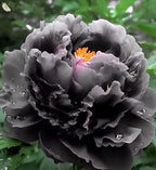 Black Beauty Peony Flower Seeds