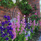 Bellflower Seeds/Canterbury Bells Seeds