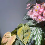 Begonia Aconitifolia