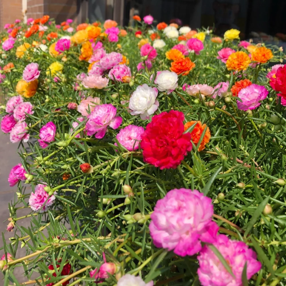 🌹Moss Rose—Immortal Flower